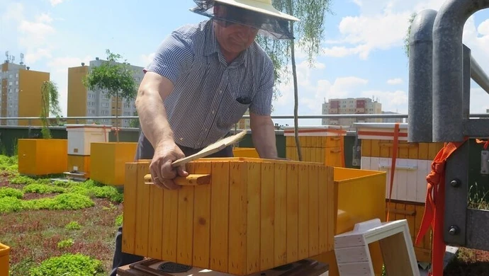 Na dachu piotrkowskiej galerii powstała pasieka