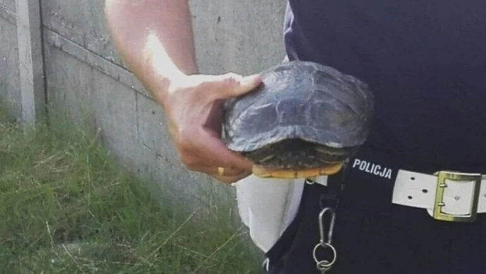 Interweniują nawet w sprawie żółwia