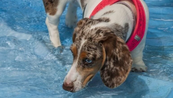 W upały zatroszczcie się o zwierzęta