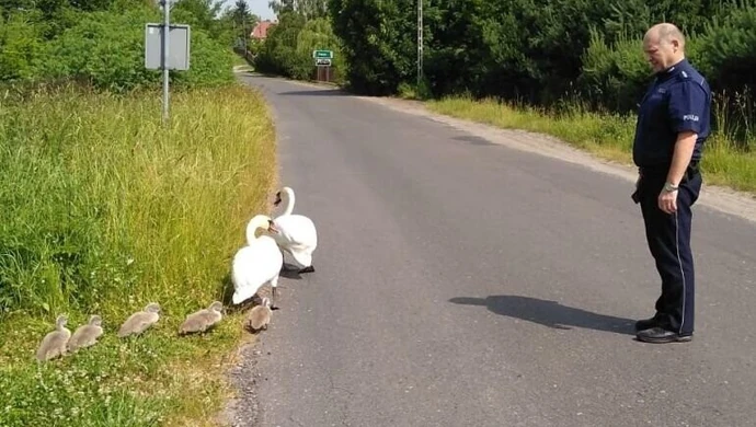 Policja na ratunek rodzinie… łabędzi