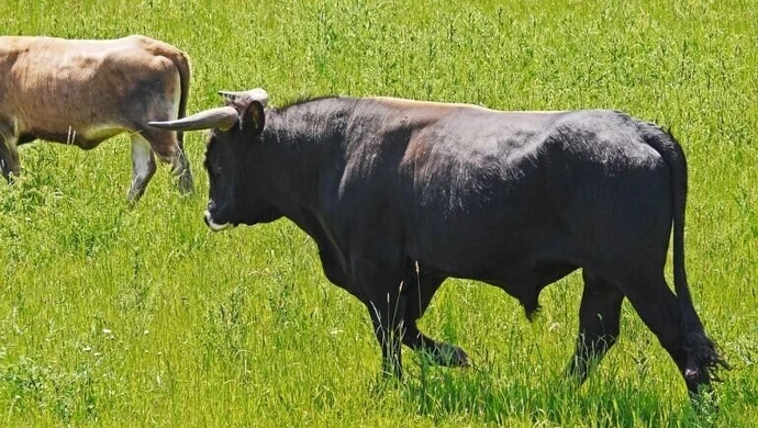 Czy powróci „bykowe"?