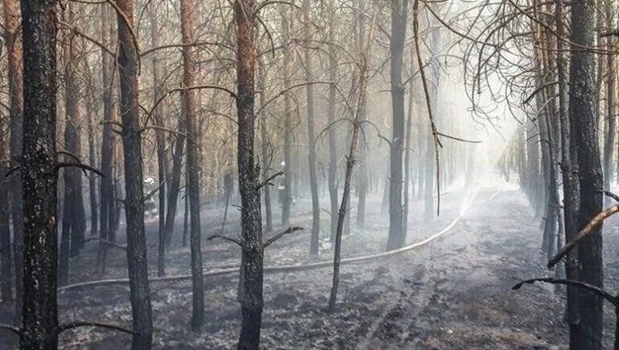 Przez upały sytuacja w lasach naszego regionu bardzo trudna