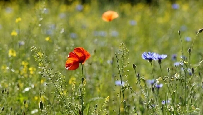 Koniec upałów. Przynajmniej na razie