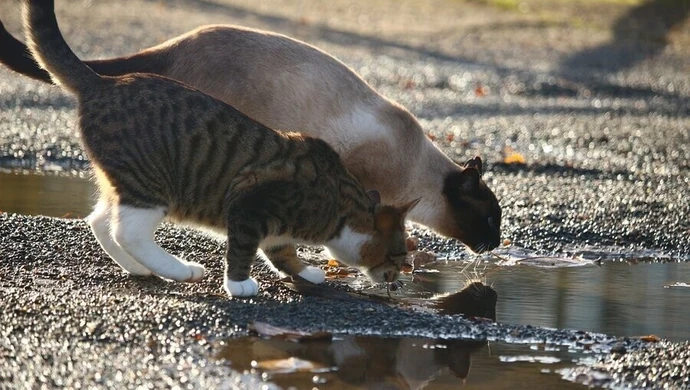 Kto usuwa poidełka dla zwierząt?