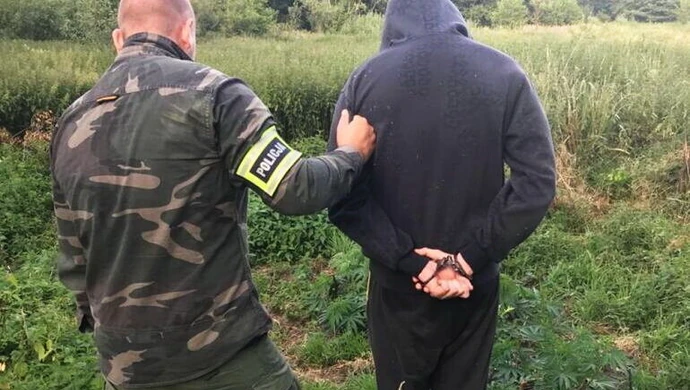 Dwie plantacje marihuany zlikwidowane