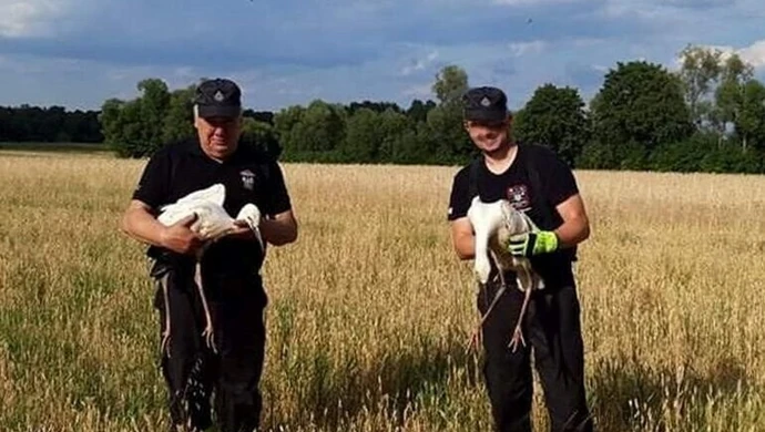 Strażacy z Woli Krzysztoporskiej pomogli bocianom