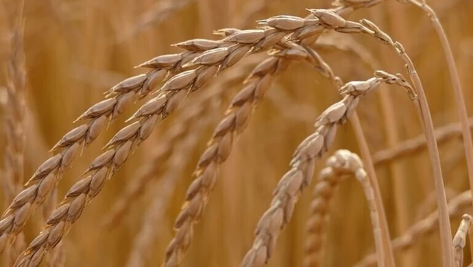 Dieta Świętej Hildegardy