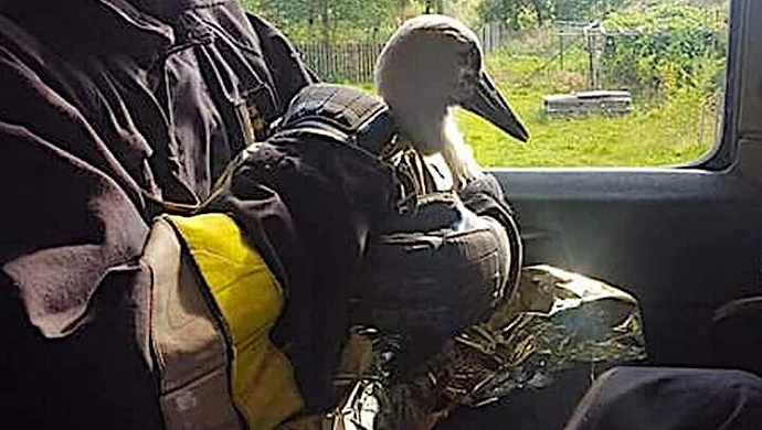 Strażacy uratowali młodego bociana