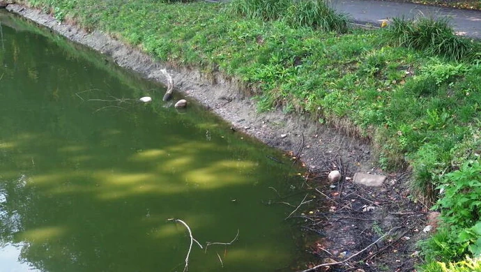 Niski poziom wody w parkowym stawie