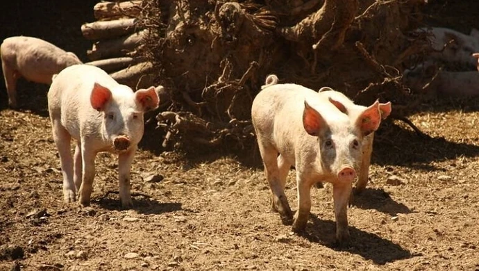 Wirus ASF postępuje. Co z powiatem piotrkowskim?