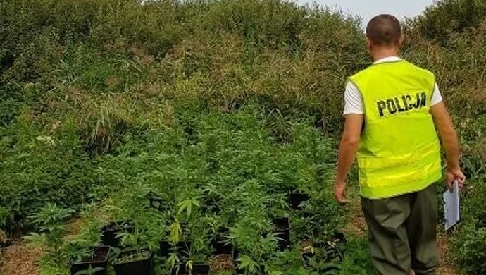 Policjanci namierzyli prawie 50 krzaków marihuany