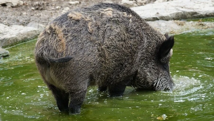 Do dzików będą strzelać dłużej