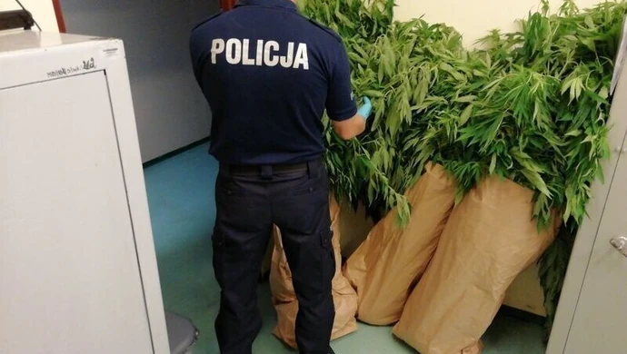 Zlikwidowali plantację marihuany