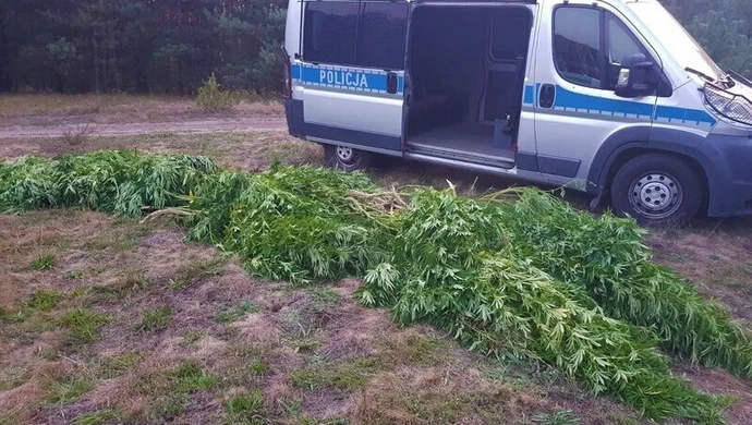 Zatrzymani za uprawę konopi indyjskich
