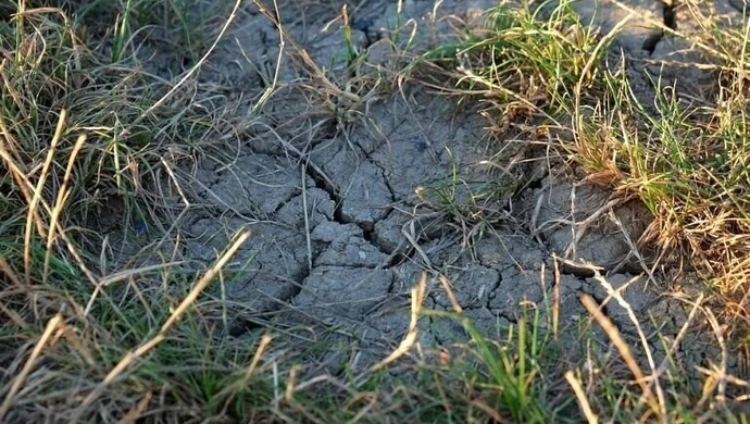 Kiedy rolnicy otrzymają odszkodowania za straty spowodowane przez suszę?