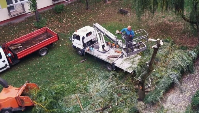 Lokatorzy mówią NIE wycince drzew