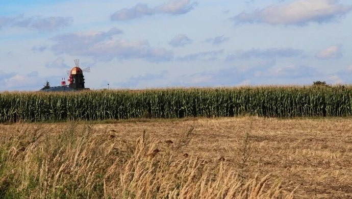 Susza dotknęła także gminę Wola Krzysztoporska