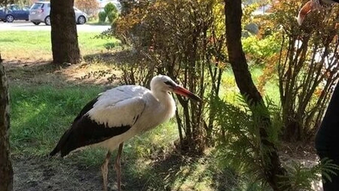 Ranny bocian spaceruje po terenie hotelu
