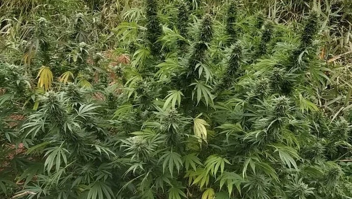 Zlikwidowano kolejne uprawy marihuany w naszym regionie
