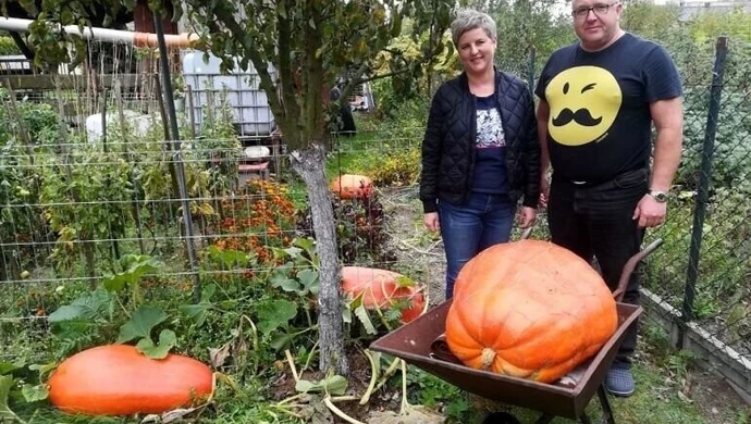 Dynie olbrzymy z gminy Wola Krzysztoporska