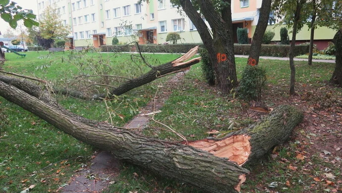 Kolejne protesty w związku z wycinką drzew w Piotrkowie Trybunalskim