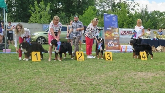 Przed nami kolejna Krajowa Wystawa Psów Myśliwskich