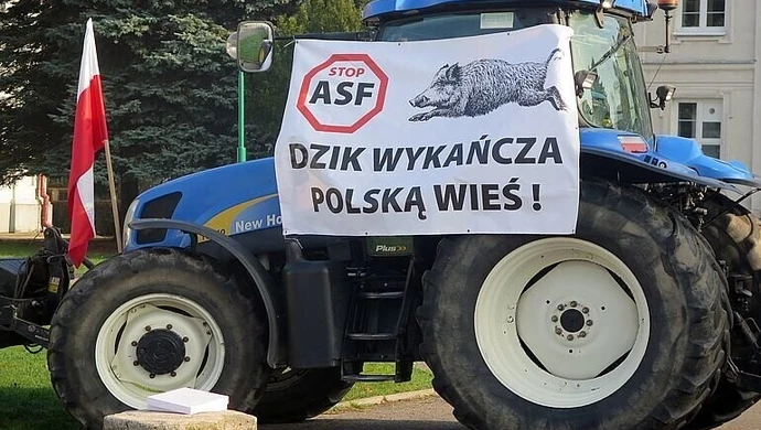 Zlikwidować pogłowie dzika do zera?