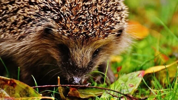 Nie musisz? Nie zagrabiaj. Jeże się odwdzięczą