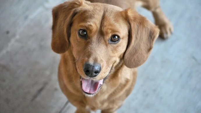 Pchły u psów- jak się ich pozbyć?