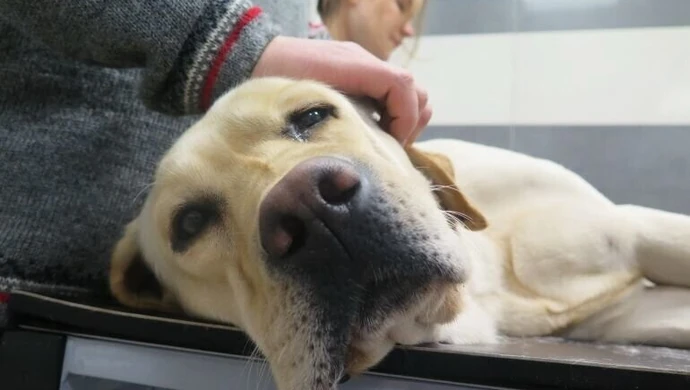 Labradorka Sahara oddała prawie pół litra krwi. Sobotnia akcja w klinice weterynaryjnej