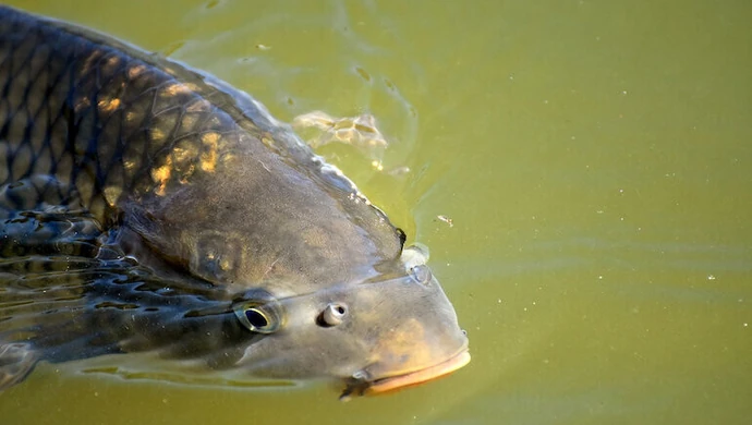 Niehumanitarna sprzedaż karpi w jednym z piotrkowskich hipermarketów? Odpowiedź biura prasowego