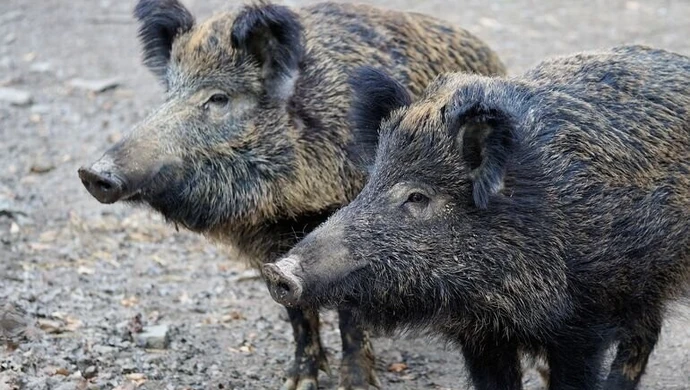 Kolejny sanitarny odstrzał dzików