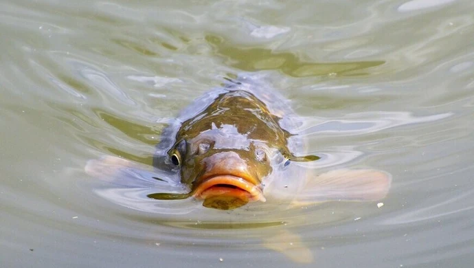 Za niehumanitarne traktowanie zwierząt też grożą kary