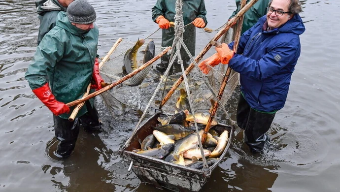 Polski karp jest ekologiczny