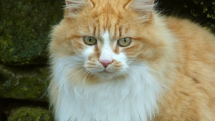 W piotrkowskim schronisku koty czekają na adopcje