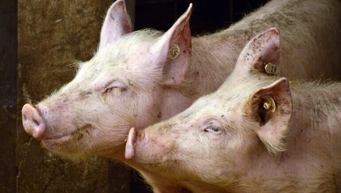 Chcesz wybudować lub rozbudować chlewnię? Musisz też stworzyć biogazownię