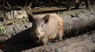 Ruszają polowania na dziki w lasach powiatu piotrkowskiego!