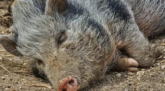 Kto popiera strzelanie do dzików?