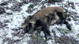 Martwy dzik w lesie przy Wolborskiej 