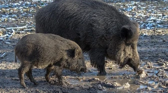 Kundelek zaatakowany przez dziki przy SP nr 5 w Piotrkowie