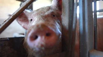 Podają się za inspektorów weterynaryjnych. Starostwo ostrzega! 