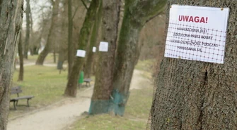 Parkowa alejka zdewastowana przez bobry