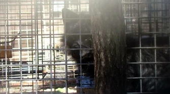 Sprawa właściciela fermy lisów trafi do prokuratury? 