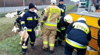 Tir przewrócił się na S8. Ciężarówka przewoziła kaczki 