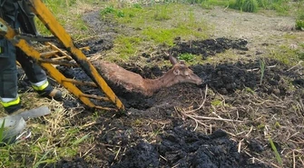 Wyczerpany jeleń uratowany przez strażaków