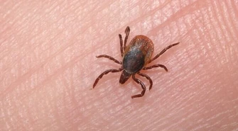 Z roku na rok coraz więcej kleszczy. Uważajcie, wchodząc do lasu!