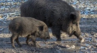 Będzie kolejny sanitarny odstrzał dzików w naszym regionie