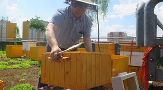 Na dachu piotrkowskiej galerii powstała pasieka