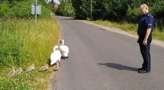 Policja na ratunek rodzinie&#8230; łabędzi
