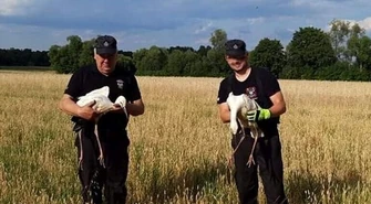 Strażacy z Woli Krzysztoporskiej pomogli bocianom